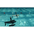 Parrot Hydrofoil MiniDrone - New Z (White)